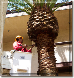 Date palm trimming