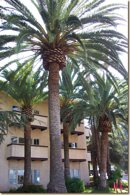 Healthy date palm trees - San Diego tree trimming