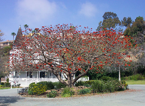 Heritage Park Coral Tree